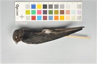 藏品(小雨燕)的圖片